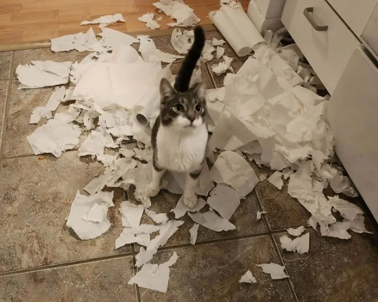 Za&scaron;to mace ovo izvode? Zato &scaron;to im se može! No, svi ti prizori dio su njihova &scaron;arma i razlozi za&scaron;to ih volimo