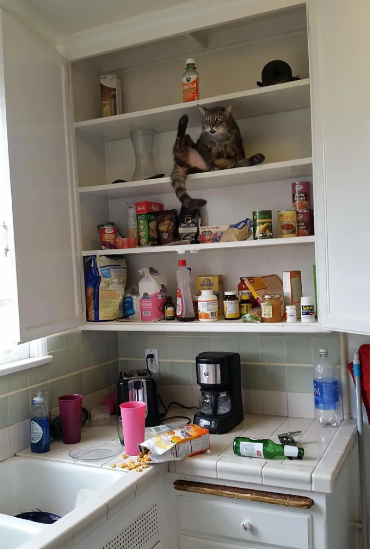 Zašto mace ovo izvode? Zato što im se može! No, svi ti prizori dio su njihova šarma i razlozi zašto ih volimo