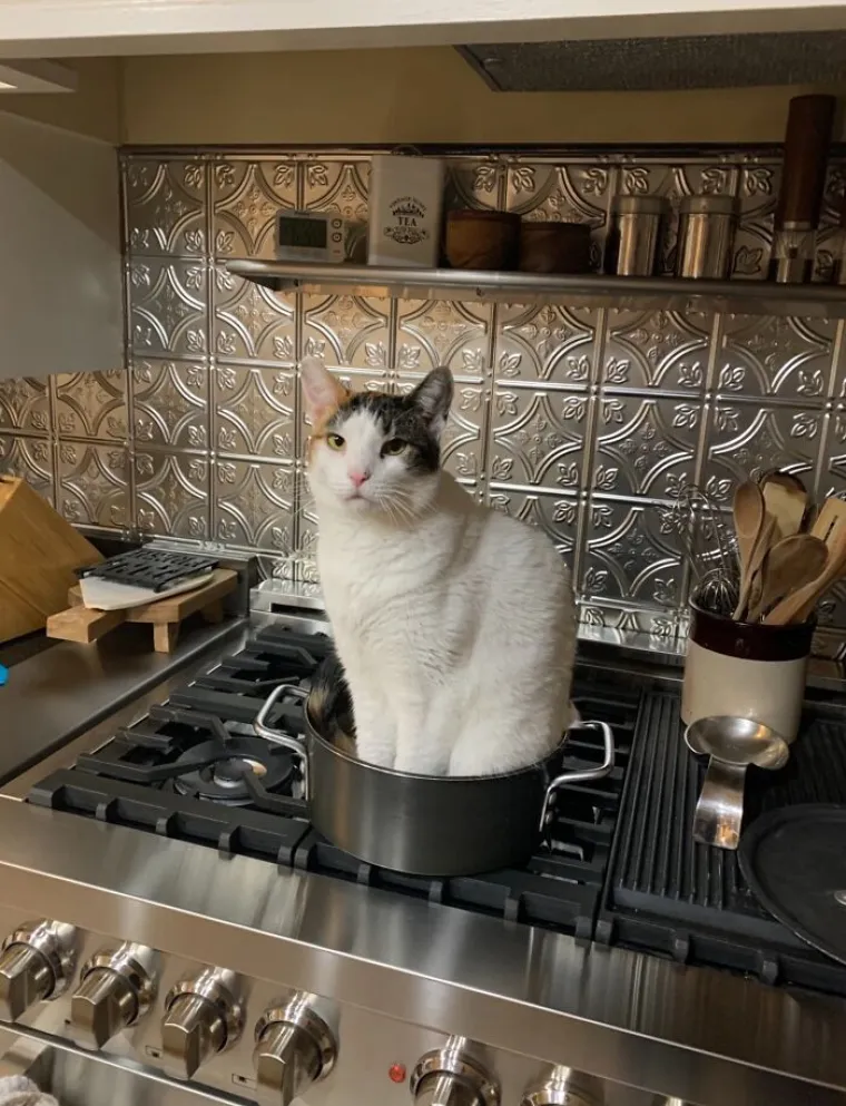 Za&scaron;to mace ovo izvode? Zato &scaron;to im se može! No, svi ti prizori dio su njihova &scaron;arma i razlozi za&scaron;to ih volimo