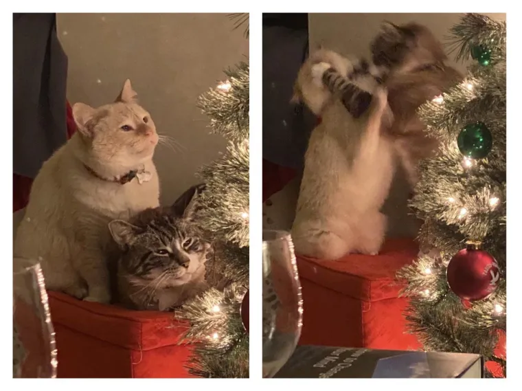 Za&scaron;to mace ovo izvode? Zato &scaron;to im se može! No, svi ti prizori dio su njihova &scaron;arma i razlozi za&scaron;to ih volimo