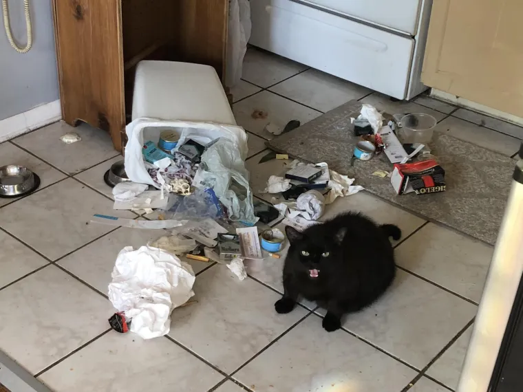 Za&scaron;to mace ovo izvode? Zato &scaron;to im se može! No, svi ti prizori dio su njihova &scaron;arma i razlozi za&scaron;to ih volimo