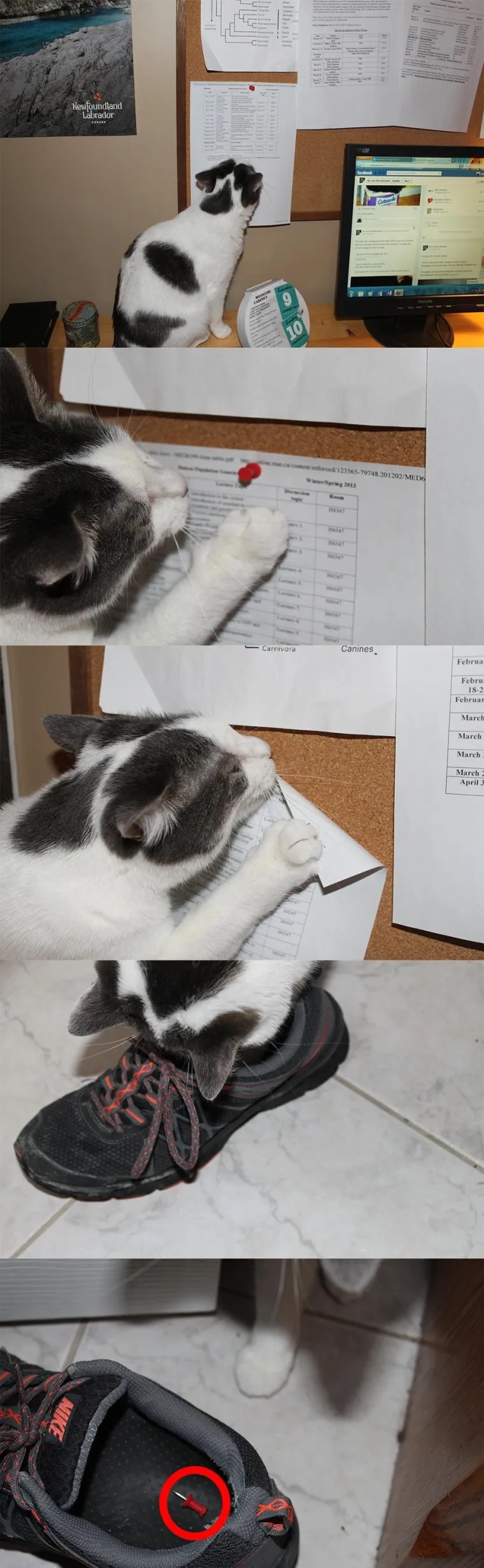 Za&scaron;to mace ovo izvode? Zato &scaron;to im se može! No, svi ti prizori dio su njihova &scaron;arma i razlozi za&scaron;to ih volimo