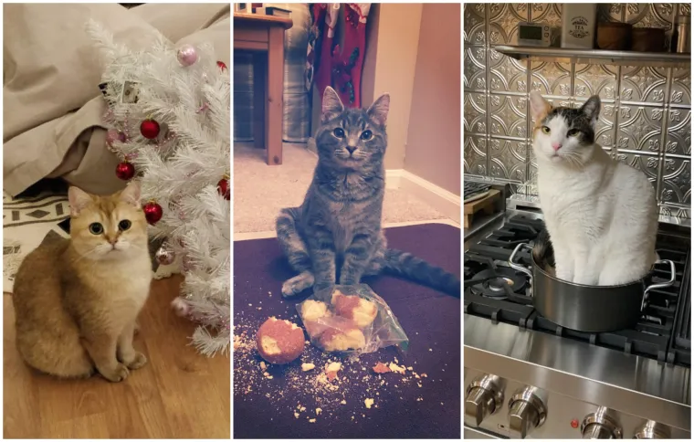 Zašto mace ovo izvode? Zato što im se može! No, svi ti prizori dio su njihova šarma i razlozi zašto ih volimo