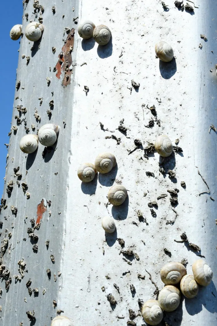 Njima je ovo Zrće: Možete li shvatiti što je na gradskom stupu? Gore se odvija pravi party