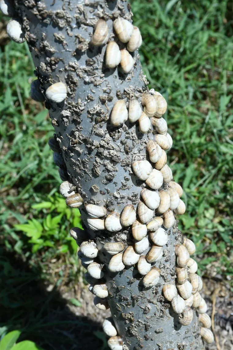 Njima je ovo Zrće: Možete li shvatiti što je na gradskom stupu? Gore se odvija pravi party