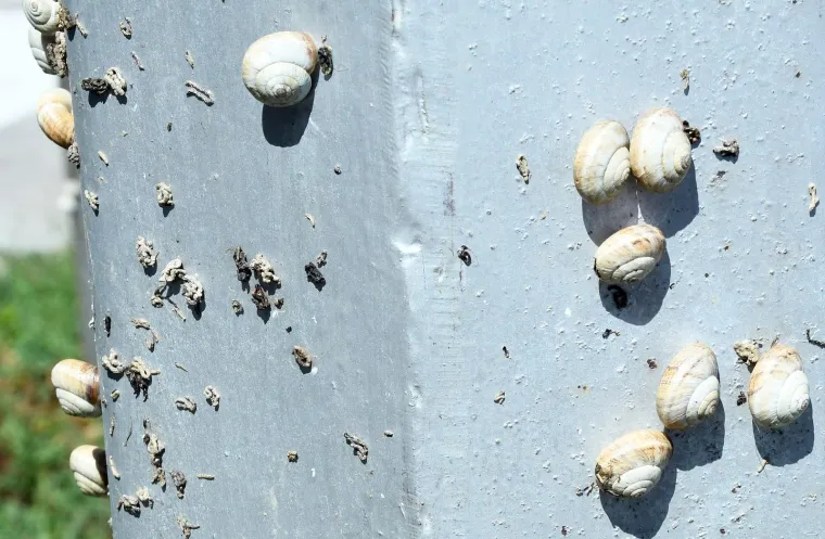 Njima je ovo Zrće: Možete li shvatiti &scaron;to je na gradskom stupu? Gore se odvija pravi party