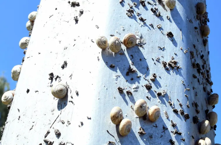 Njima je ovo Zrće: Možete li shvatiti &scaron;to je na gradskom stupu? Gore se odvija pravi party