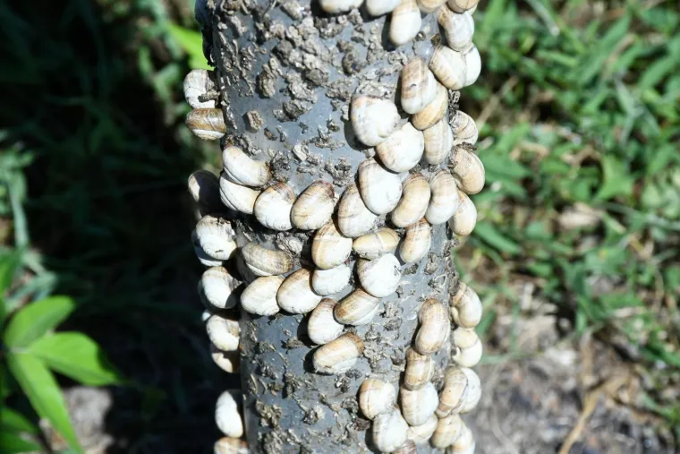 Njima je ovo Zrće: Možete li shvatiti &scaron;to je na gradskom stupu? Gore se odvija pravi party