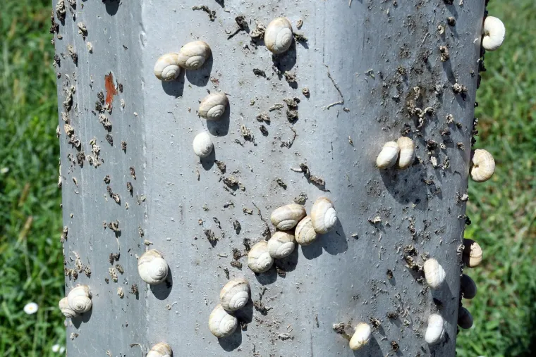 Njima je ovo Zrće: Možete li shvatiti &scaron;to je na gradskom stupu? Gore se odvija pravi party