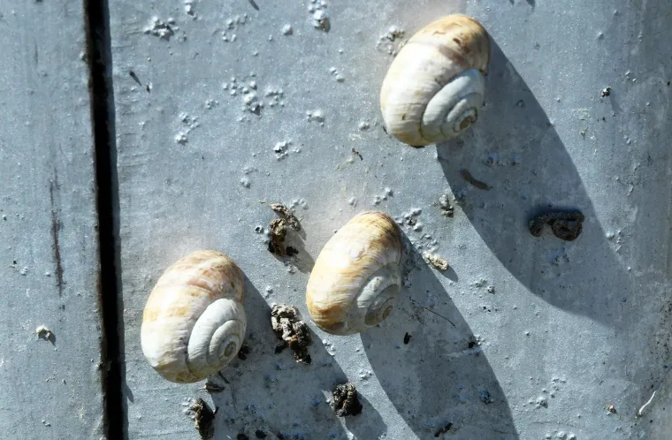 Njima je ovo Zrće: Možete li shvatiti &scaron;to je na gradskom stupu? Gore se odvija pravi party