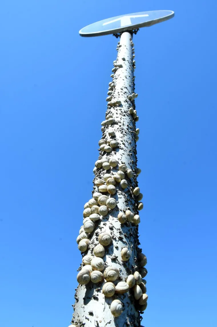 Njima je ovo Zrće: Možete li shvatiti &scaron;to je na gradskom stupu? Gore se odvija pravi party