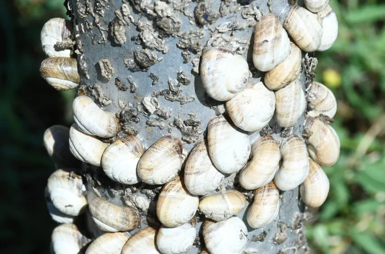 Njima je ovo Zrće: Možete li shvatiti &scaron;to je na gradskom stupu? Gore se odvija pravi party