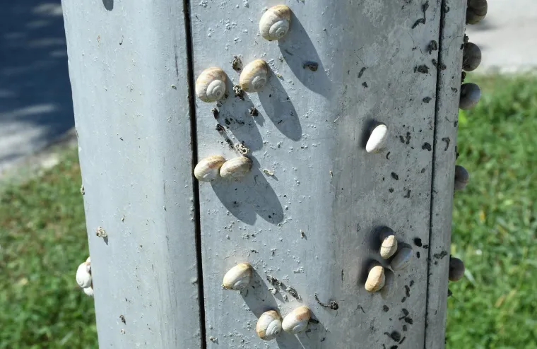 Njima je ovo Zrće: Možete li shvatiti &scaron;to je na gradskom stupu? Gore se odvija pravi party