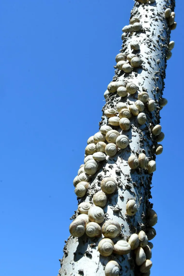 Njima je ovo Zrće: Možete li shvatiti &scaron;to je na gradskom stupu? Gore se odvija pravi party