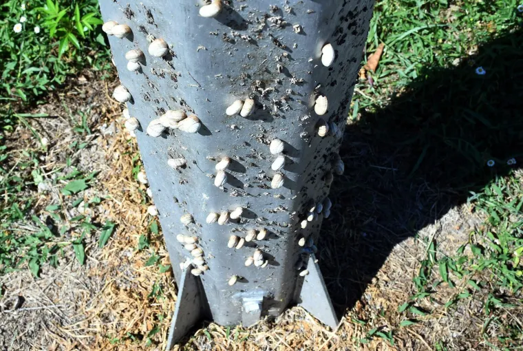 Njima je ovo Zrće: Možete li shvatiti &scaron;to je na gradskom stupu? Gore se odvija pravi party