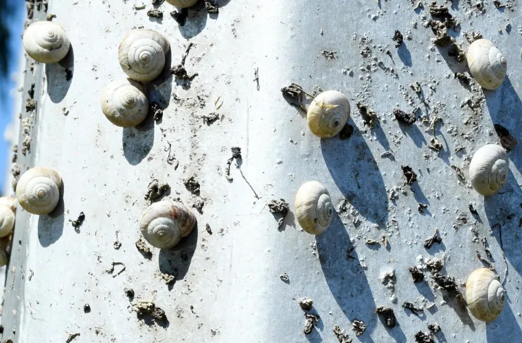 Njima je ovo Zrće: Možete li shvatiti &scaron;to je na gradskom stupu? Gore se odvija pravi party