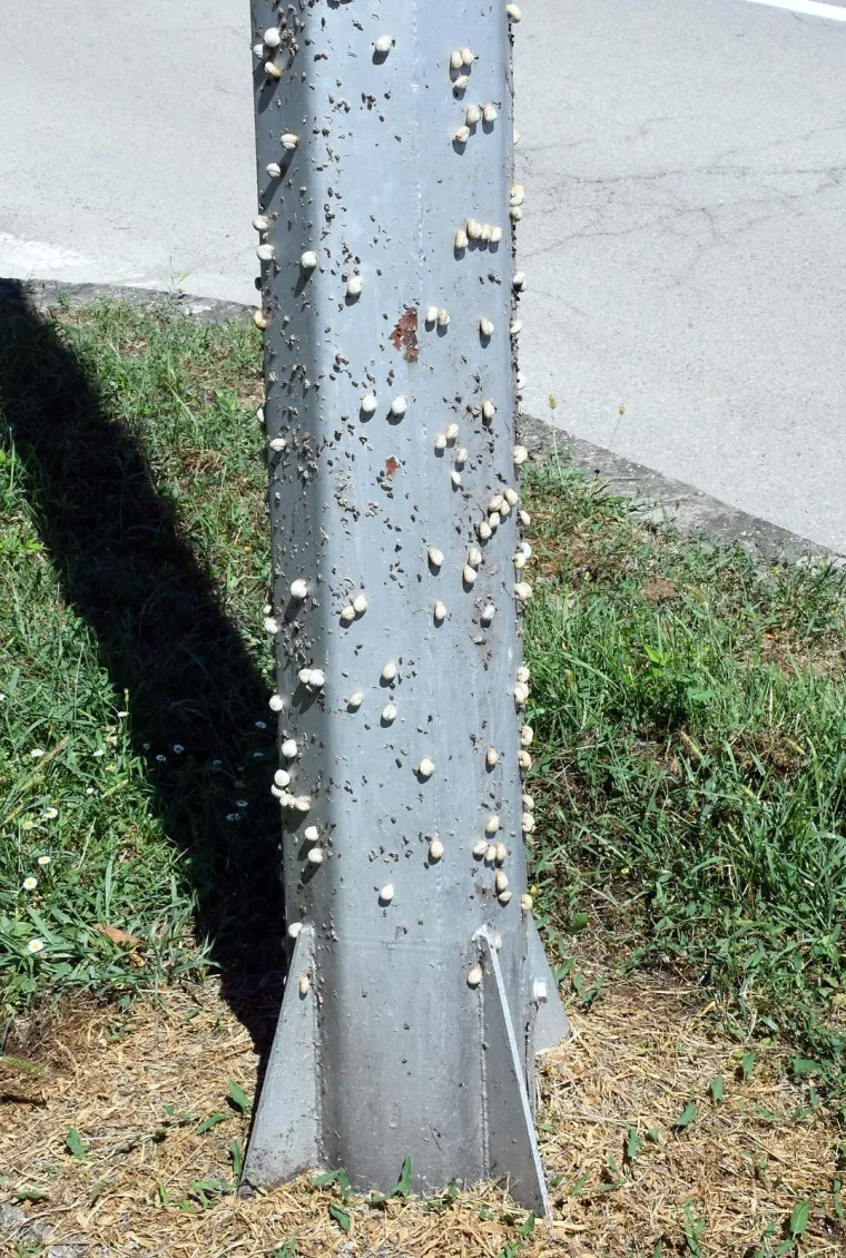 Njima je ovo Zrće: Možete li shvatiti &scaron;to je na gradskom stupu? Gore se odvija pravi party