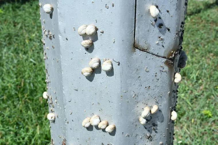 Njima je ovo Zrće: Možete li shvatiti &scaron;to je na gradskom stupu? Gore se odvija pravi party