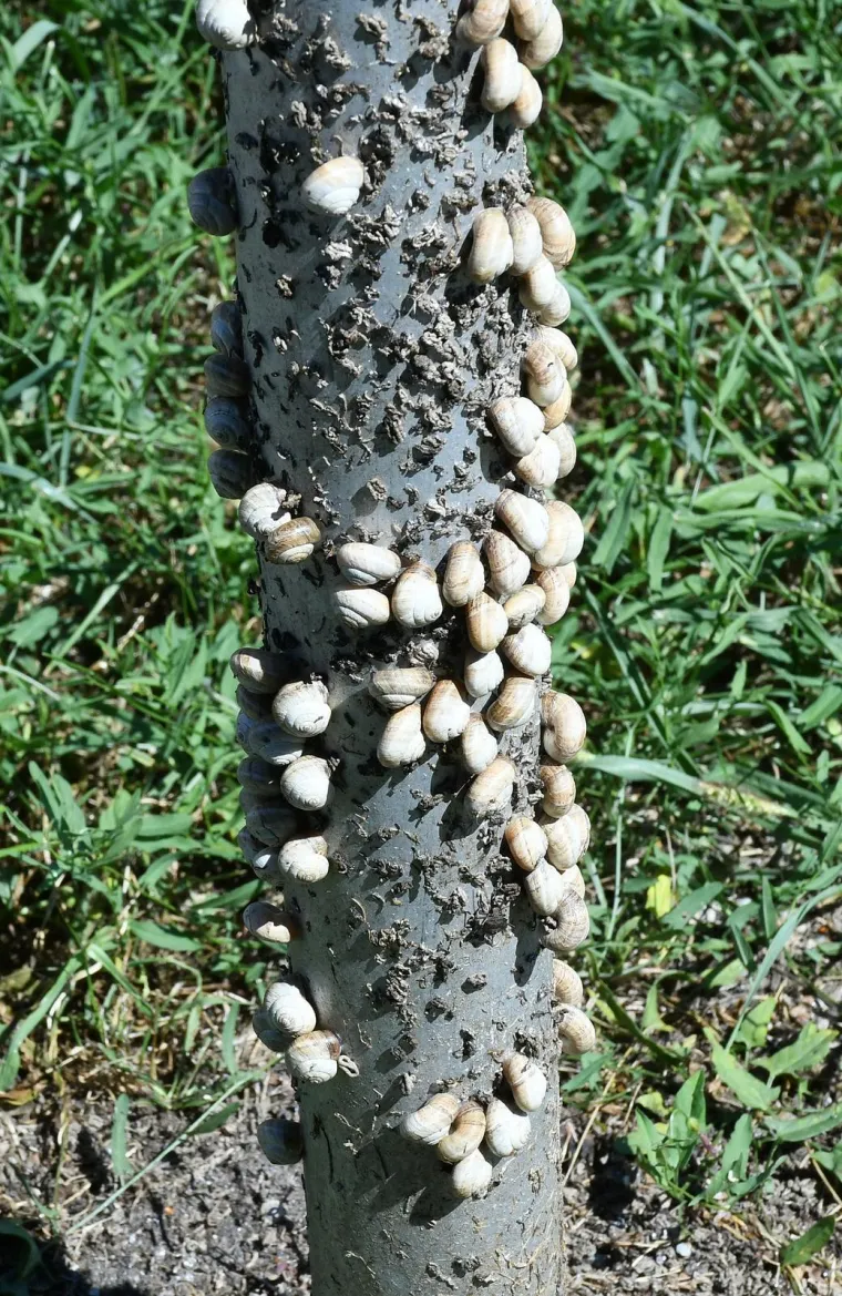 Njima je ovo Zrće: Možete li shvatiti &scaron;to je na gradskom stupu? Gore se odvija pravi party