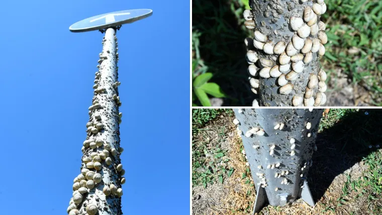 Njima je ovo Zrće: Možete li shvatiti što je na gradskom stupu? Gore se odvija pravi party