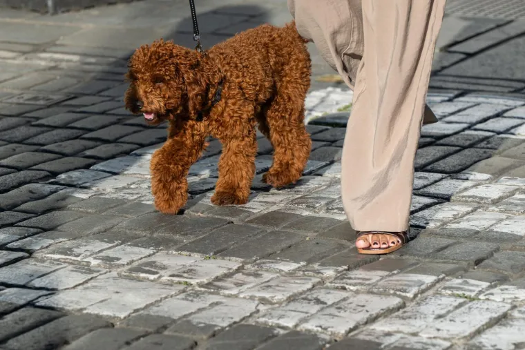 &Scaron;etnja koja nije pro&scaron;la nezapaženo: Par u bijeloj kombinaciji plijenio poglede Zagrepčana