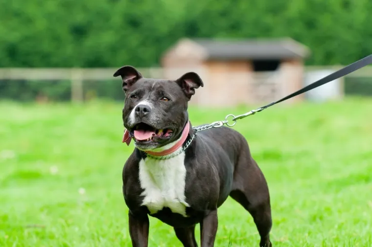 Deset najopasnijih pasmina pasa: Mogu postati ubojiti u rukama neiskusnog vlasnika