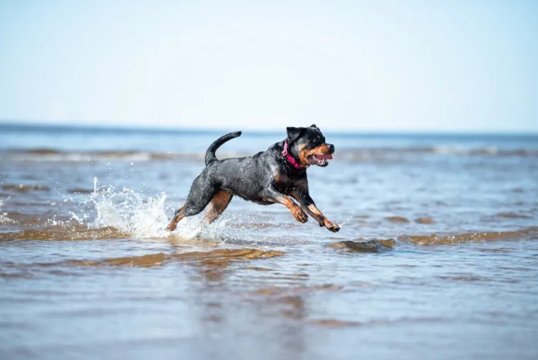 Deset najopasnijih pasmina pasa: Mogu postati ubojiti u rukama neiskusnog vlasnika