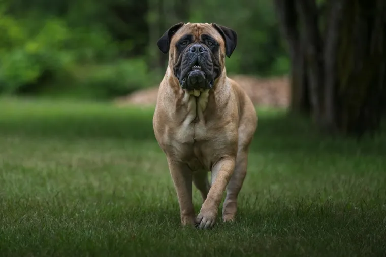 Deset najopasnijih pasmina pasa: Mogu postati ubojiti u rukama neiskusnog vlasnika