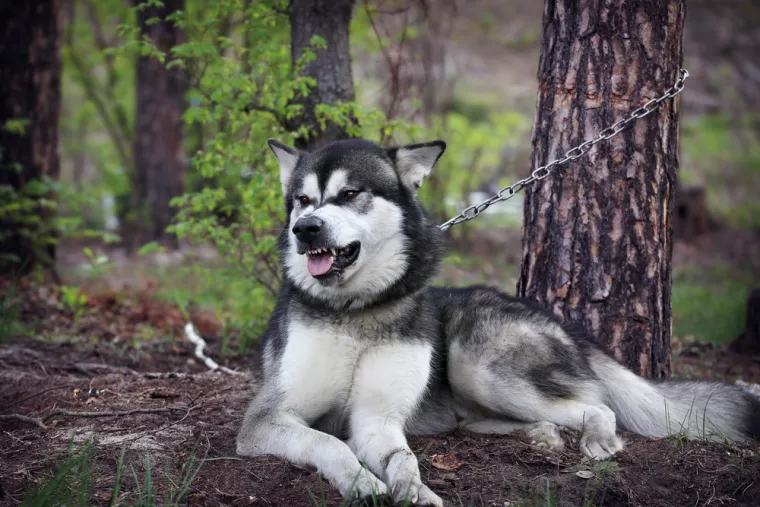 Deset najopasnijih pasmina pasa: Mogu postati ubojiti u rukama neiskusnog vlasnika