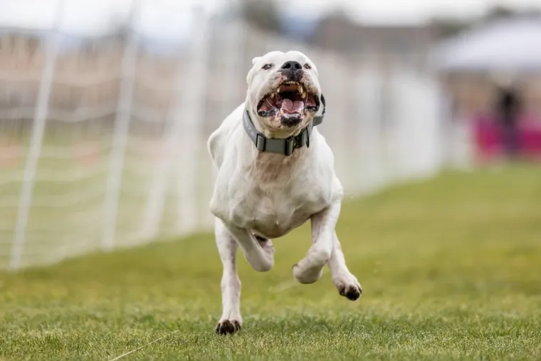 Deset najopasnijih pasmina pasa: Mogu postati ubojiti u rukama neiskusnog vlasnika