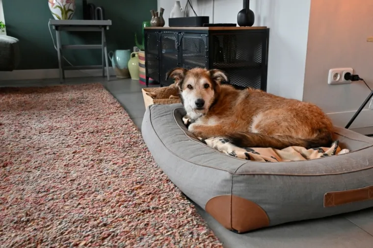 Nisu svi psi idealni za obitelj: Top 25 pasmina koje su pune nježnosti i strpljenja