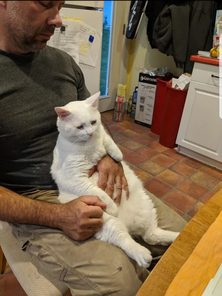 Svi su ovi roditelji vikali da ne žele psa ili mačku u kući, prijetili, a pogledajte ih danas