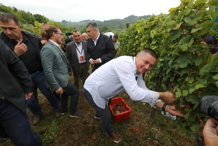 Pogledajte Milanovića u berbi grožđa na Ple&scaron;ivici: Ako ikad napusti politiku...