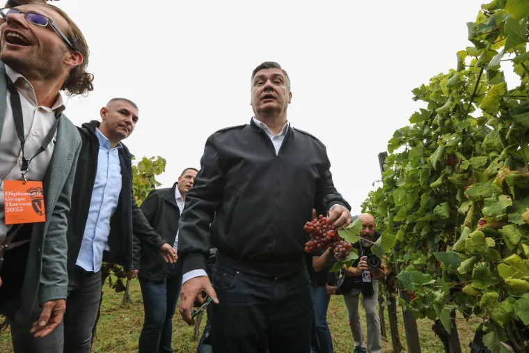 Pogledajte Milanovića u berbi grožđa na Plešivici: Ako ikad napusti politiku...