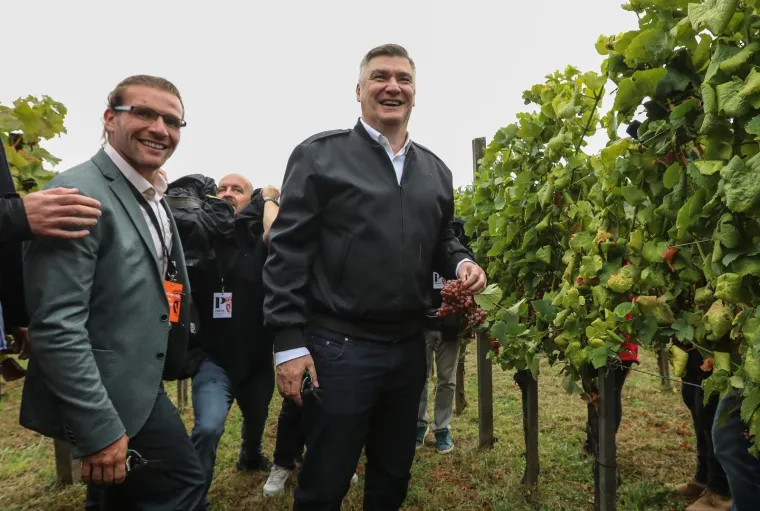 Pogledajte Milanovića u berbi grožđa na Plešivici: Ako ikad napusti politiku...