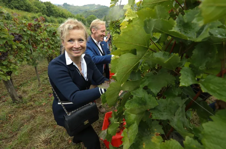 Pogledajte Milanovića u berbi grožđa na Ple&scaron;ivici: Ako ikad napusti politiku...
