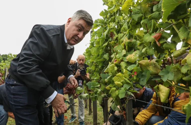 Pogledajte Milanovića u berbi grožđa na Plešivici: Ako ikad napusti politiku...