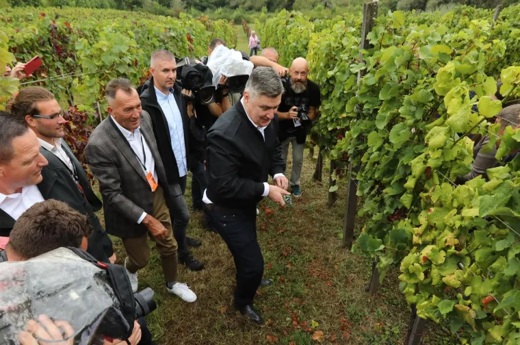 Pogledajte Milanovića u berbi grožđa na Ple&scaron;ivici: Ako ikad napusti politiku...