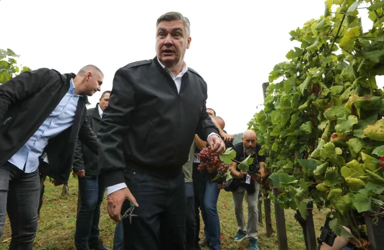 Pogledajte Milanovića u berbi grožđa na Ple&scaron;ivici: Ako ikad napusti politiku...