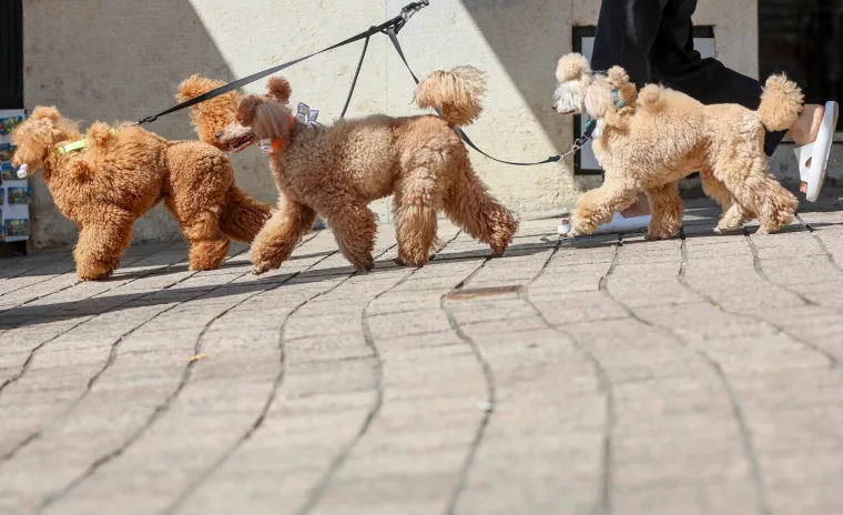 Prizor iz centra Zagreba odu&scaron;evio: Ljepotica i tri razigrane pudlice prolaznicima uljep&scaron;ale dan