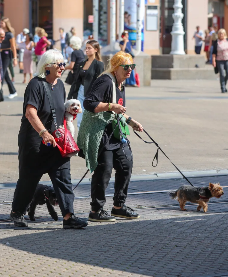 Prizor iz centra Zagreba odu&scaron;evio: Ljepotica i tri razigrane pudlice prolaznicima uljep&scaron;ale dan