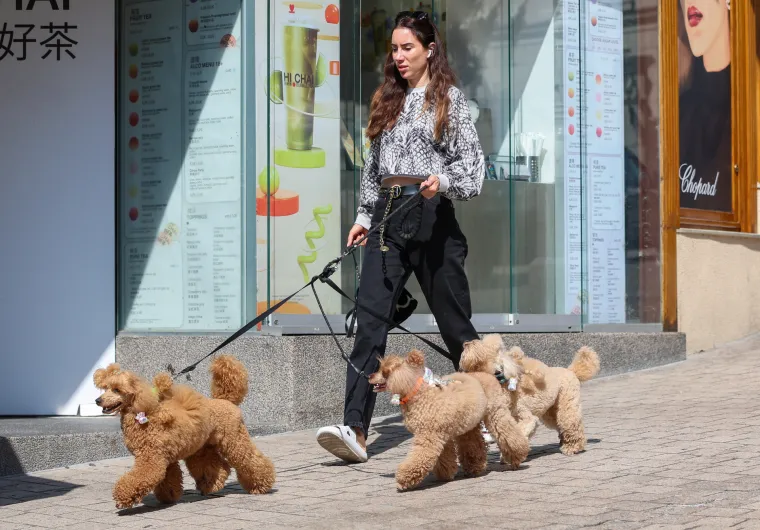 Prizor iz centra Zagreba oduševio: Ljepotica i tri razigrane pudlice prolaznicima uljepšale dan