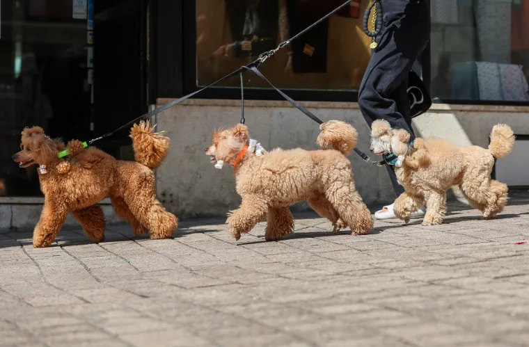 Prizor iz centra Zagreba odu&scaron;evio: Ljepotica i tri razigrane pudlice prolaznicima uljep&scaron;ale dan