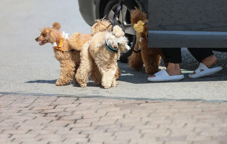 Prizor iz centra Zagreba odu&scaron;evio: Ljepotica i tri razigrane pudlice prolaznicima uljep&scaron;ale dan