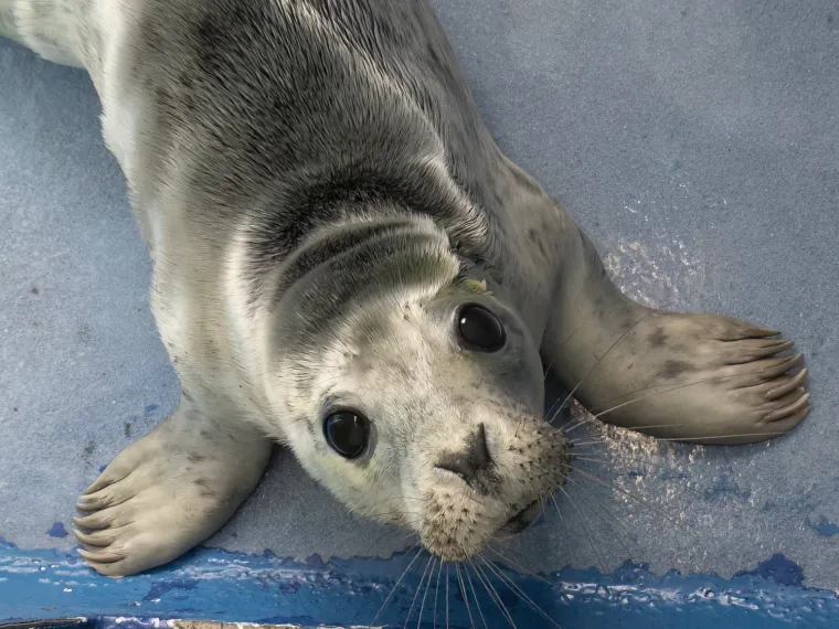 Ovaj mali tuljan spašen je iz pakla i pušten u svijet: Njegove okice pune sjaja rastopit će vam srce