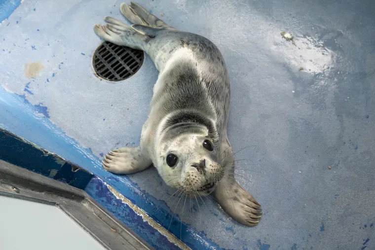 Ovaj mali tuljan spašen je iz pakla i pušten u svijet: Njegove okice pune sjaja rastopit će vam srce