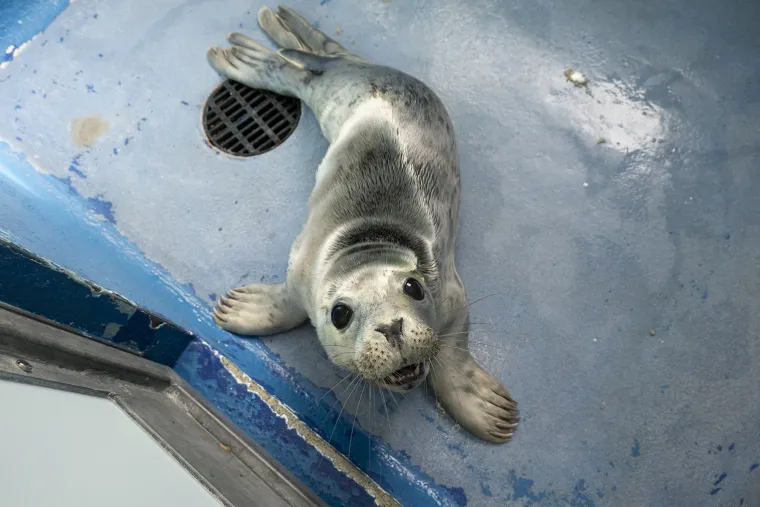Ovaj mali tuljan spašen je iz pakla i pušten u svijet: Njegove okice pune sjaja rastopit će vam srce