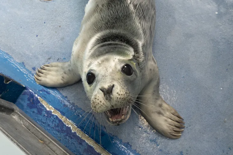 Ovaj mali tuljan spašen je iz pakla i pušten u svijet: Njegove okice pune sjaja rastopit će vam srce