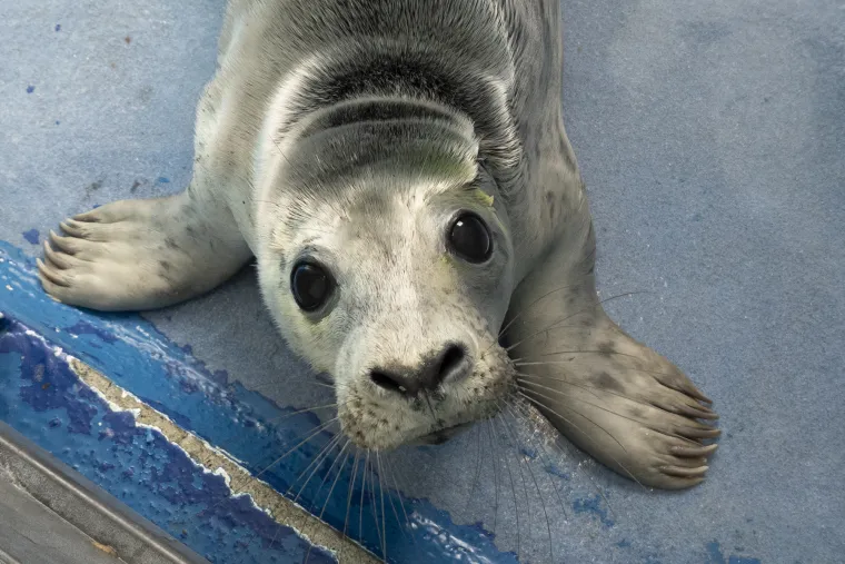 Ovaj mali tuljan spašen je iz pakla i pušten u svijet: Njegove okice pune sjaja rastopit će vam srce