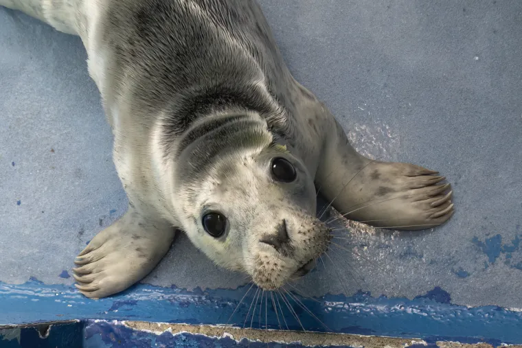 Ovaj mali tuljan spašen je iz pakla i pušten u svijet: Njegove okice pune sjaja rastopit će vam srce